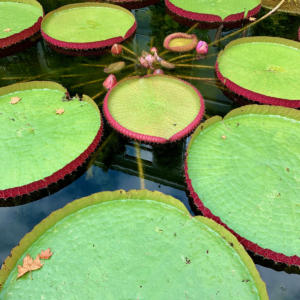 AMS2021-58Le Jardin Botanique d'Amsterdam