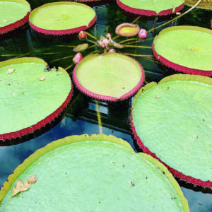 AMS2021-72Le jardin botanique d'Amsterdam